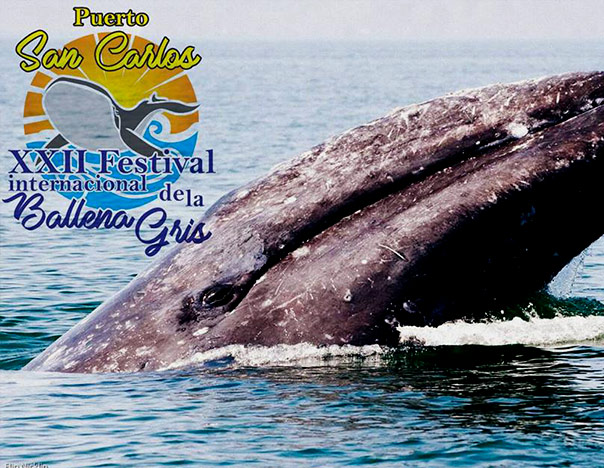 festival-ballena-gris-puerto-san-carlos